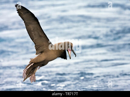 (Albatros fuligineux Phoebetria fusca), battant Banque D'Images