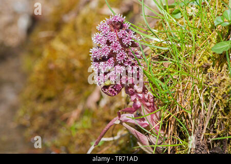 Butterburr (Petasites hybridus), la floraison, l'Allemagne, la Bavière