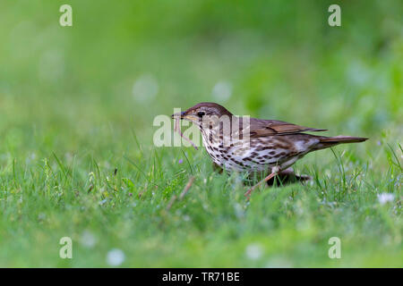 Grive musicienne (Turdus philomelos), avec terre ver dans le projet de loi dans un pré, en Allemagne, en Bavière Banque D'Images