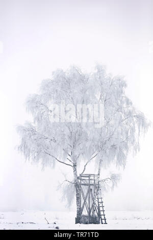 Bouleau commun, le bouleau verruqueux, bouleau blanc européen, le bouleau blanc (Betula pendula, Betula alba), avec soulevées masquer en hiver, l'Allemagne, la Bavière Banque D'Images