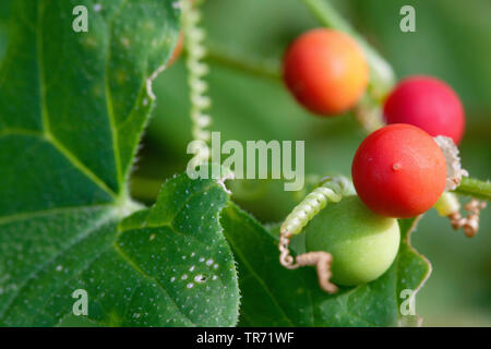 Bryone blanche, Red bryony (Bryonia dioica, Bryonia cretica ssp. dioica), de fruits et de vrille, Allemagne Banque D'Images