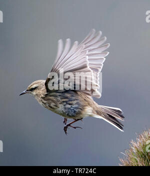 Richard's pitpit (Anthus novaeseelandiae), flying, Nouvelle-Zélande, Campbell, îles îles subantarctiques Banque D'Images