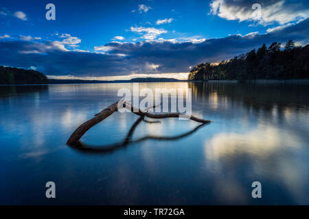 Dans le lac Grosser Stechlinsee Direction générale, l'Allemagne, Brandebourg, 33 Banque D'Images