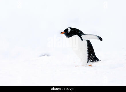 Gentoo pingouin (Pygoscelis papua), marcher dans la neige en Antarctique, l'Antarctique Banque D'Images