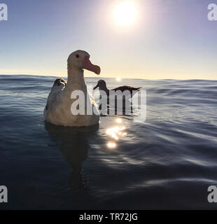 L'albatros de Gibson (Diomedea gibsoni), natation , Nouvelle Zélande, Keikoura Banque D'Images