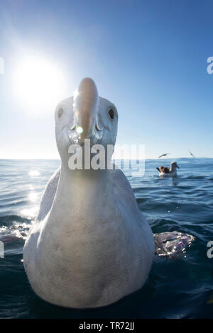 L'albatros de Gibson (Diomedea gibsoni), natation , Nouvelle Zélande, Keikoura Banque D'Images