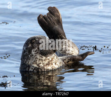 Le phoque, phoque commun (Phoca vitulina), couché dans l'eau, Royaume-Uni, Ecosse, Iles Shetland Banque D'Images