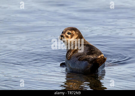 Le phoque, phoque commun (Phoca vitulina), couché dans l'eau, Royaume-Uni, Ecosse, Iles Shetland Banque D'Images