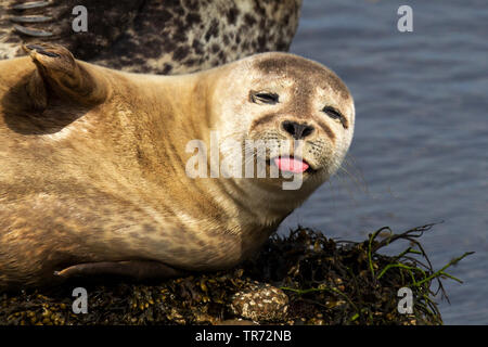 Le phoque, phoque commun (Phoca vitulina), femme qui sort sa langue, Royaume-Uni, Ecosse, Iles Shetland Banque D'Images