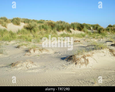 Plage de l'herbe, d'oyats européenne, l'ammophile, psamma, sable de mer-reed (Ammophila arenaria), les Dunes avec l'ammophile, Frise, Vlieland, Pays-Bas Banque D'Images