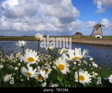 Oxeye daisy, la marguerite blanche, blanc-blanc, mauvaises herbes, Daisy Daisy chien, marguerite (Chrysanthemum leucanthemum Leucanthemum vulgare), à une floraison, Chanel, moulin en arrière-plan, Pays-Bas, Texel Banque D'Images