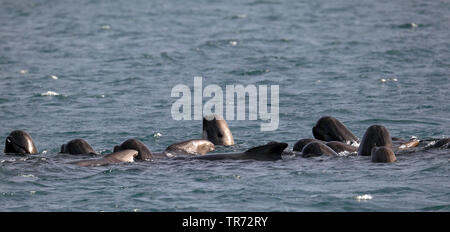 Globicéphale, pothead, caaing baleines baleines, requins, baleines pilotes globicéphale Atlantique, blackfish (Globicephala melas, Globicephala un méléna), natation groupe, Royaume-Uni Banque D'Images