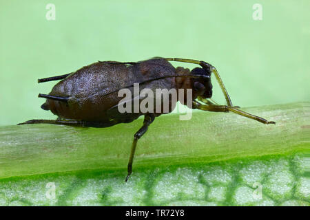 Les pucerons (Aphidoidea), les pucerons sur une feuille, gros plan, Allemagne Banque D'Images