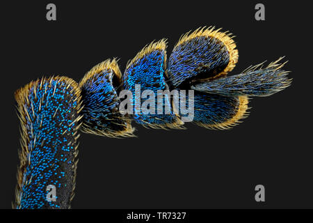 Le museau, des charançons (Sphenomorphus linnei), pied, macro shot, Allemagne Banque D'Images
