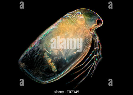 Puce d'eau commune (Daphnia pulex), microscopie à fond avec la polarisation, Allemagne Banque D'Images