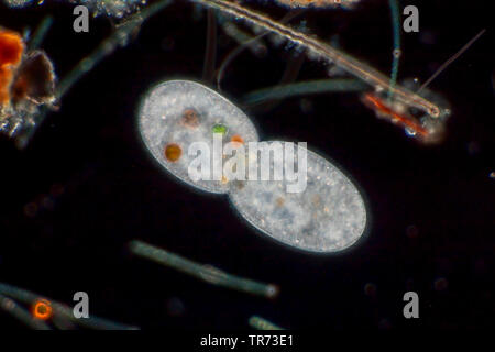 Les ciliés (Ciliata), les divisions cellulaires, dans la technologie Darkfield, Allemagne Banque D'Images