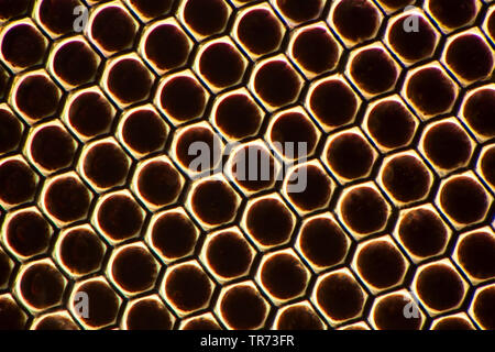 Mouche domestique (Polietes domitor), oeil, microscope à fond noir, Allemagne Banque D'Images