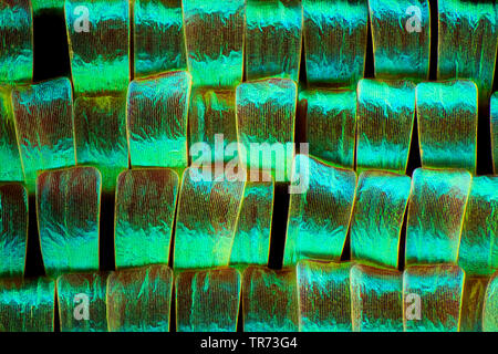 À bandes vertes (Urania Urania leilus), ailes de papillon, scales