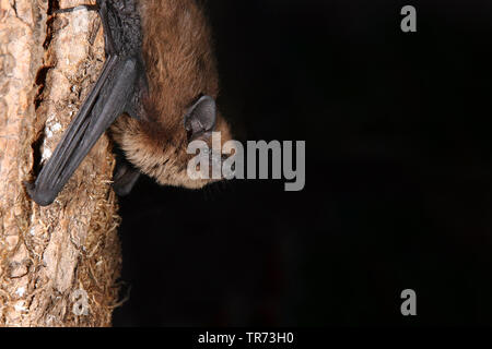 Pipistrelle commune (Pipistrellus pipistrellus), sur tronc d'arbre, Pays-Bas Banque D'Images