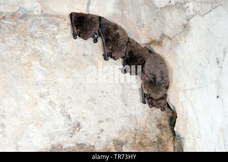 De Daubenton (Myotis daubentoni, Myotis daubentonii), l'hibernation dans une grotte au plafond, Pologne Banque D'Images