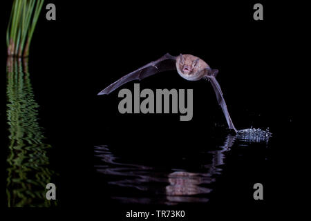 De Daubenton (Myotis daubentoni, Myotis daubentonii), la chasse de nuit à la surface de l'eau, Pays-Bas Banque D'Images