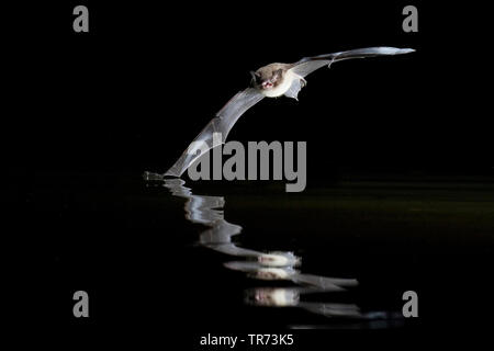 De Daubenton (Myotis daubentoni, Myotis daubentonii), la chasse de nuit à la surface de l'eau, Pays-Bas Banque D'Images