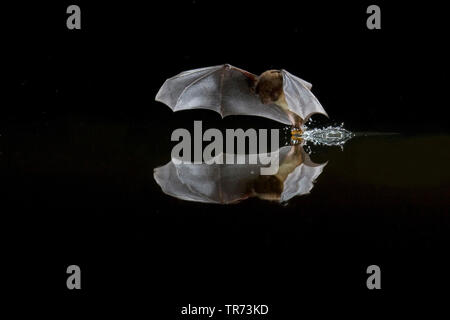 De Daubenton (Myotis daubentoni, Myotis daubentonii), la chasse dans la nuit près de la surface de l'eau, Pays-Bas Banque D'Images