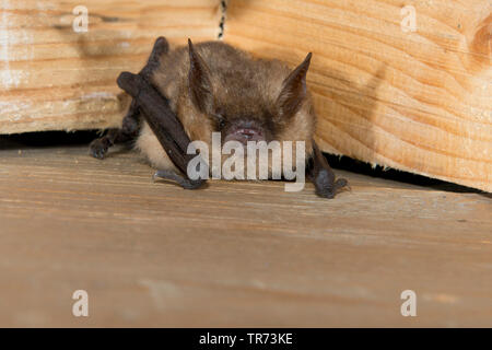 Geoffroy's (Myotis emarginata, Myotis emarginatus), dans une batbox, Belgique Banque D'Images