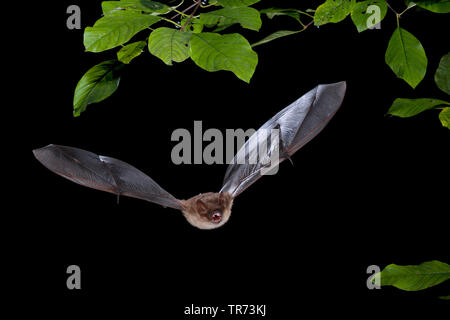 Geoffroy's (Myotis emarginata, Myotis emarginatus), chasse de nuit, Belgique Banque D'Images