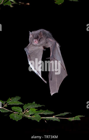 Geoffroy's (Myotis emarginata, Myotis emarginatus), chasse de nuit, Belgique Banque D'Images