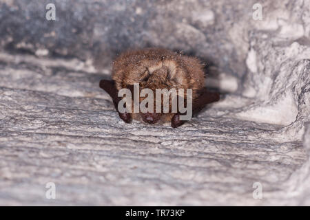 Geoffroy's (Myotis emarginata, Myotis emarginatus), accroché sur un mur, France Banque D'Images