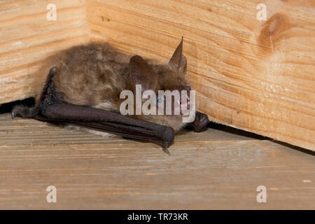 Geoffroy's (Myotis emarginata, Myotis emarginatus), dans une batbox, Belgique Banque D'Images