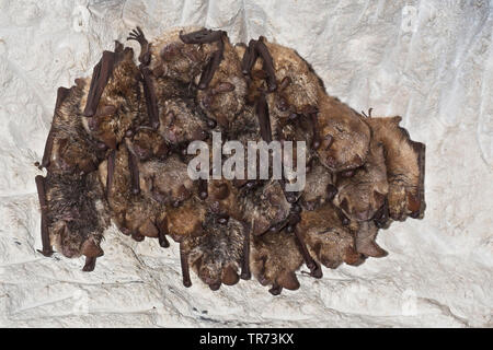 Geoffroy's (Myotis emarginata, Myotis emarginatus), colonie à une grotte au plafond, France Banque D'Images