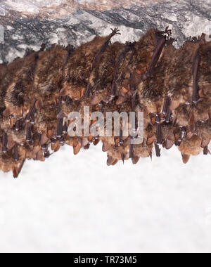 Geoffroy's (Myotis emarginata, Myotis emarginatus), colonie à une grotte au plafond, France Banque D'Images