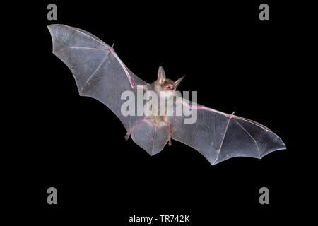 Une plus grande chauve-souris de la souris, Grand Mouse-Eared (Myotis myotis), chasse de nuit, Bulgarie, Rhodopes Banque D'Images