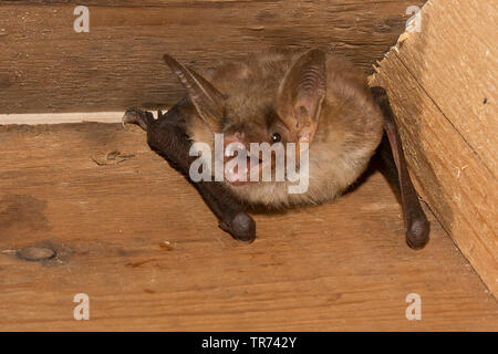 Une plus grande chauve-souris de la souris, Grand Mouse-Eared (Myotis myotis), dans une batbox, France Banque D'Images