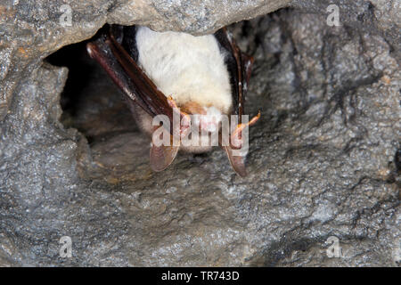 Une plus grande chauve-souris de la souris, Grand Mouse-Eared (Myotis myotis), hibernation, avec le syndrome du nez blanc, Allemagne Banque D'Images