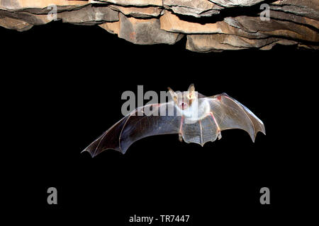 Une plus grande chauve-souris de la souris, Grand Mouse-Eared (Myotis myotis), laissant cave pour la chasse, Belgique Banque D'Images