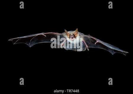 Une plus grande chauve-souris de la souris, Grand Mouse-Eared (Myotis myotis), chasse de nuit, Bulgarie, Rhodopes Banque D'Images