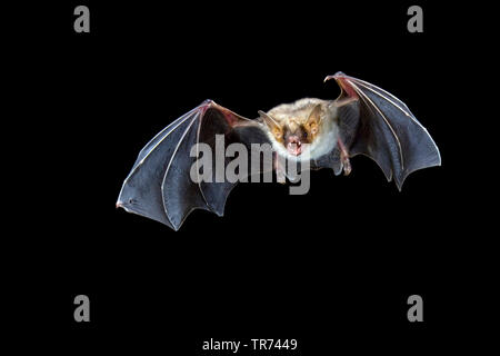 Une plus grande chauve-souris de la souris, Grand Mouse-Eared (Myotis myotis), chasse de nuit, Bulgarie, Rhodopes Banque D'Images