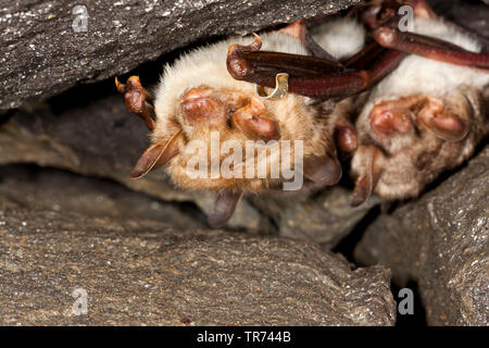 Une plus grande chauve-souris de la souris, Grand Mouse-Eared (Myotis myotis), groupe dormir dans un abri sous roche, Allemagne Banque D'Images