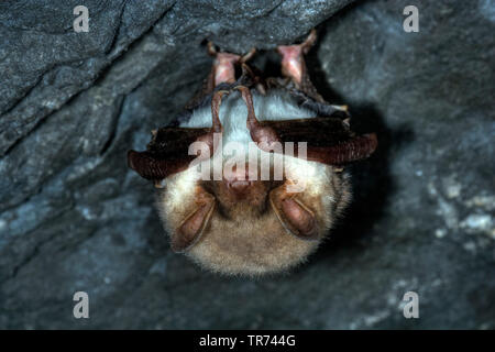 Une plus grande chauve-souris de la souris, Grand Mouse-Eared (Myotis myotis), suspendu à corps perdu dans une grotte, Allemagne Banque D'Images