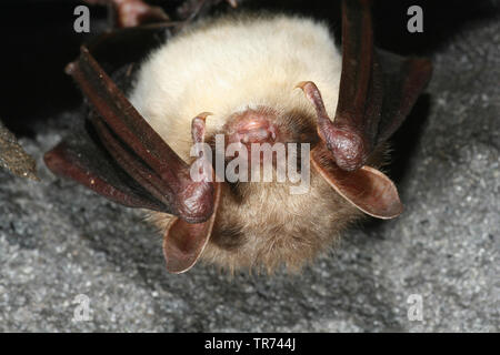 Une plus grande chauve-souris de la souris, Grand Mouse-Eared (Myotis myotis), suspendu à corps perdu dans une grotte, Allemagne Banque D'Images