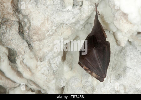 Petit rhinolophe (Rhinolophus hipposideros), hibernation entre stalactites, France Banque D'Images