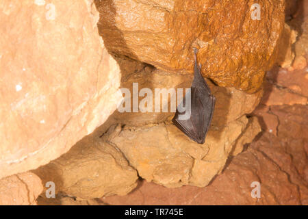 Petit rhinolophe (Rhinolophus hipposideros), l'hibernation dans une grotte au plafond, France Banque D'Images