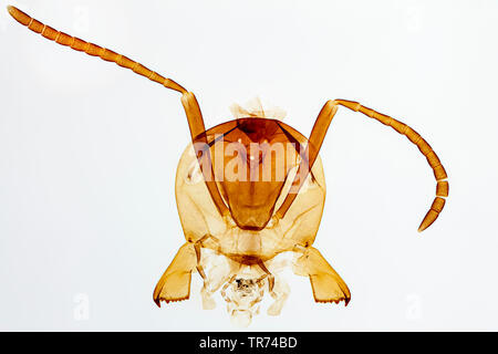 Les fourmis (Formicidae), chef d'une fourmi au microscope optique Banque D'Images