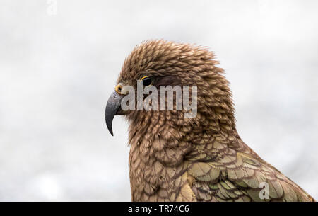 Kea (Nestor notabilis), portrait, Nouvelle-Zélande, Sud de l'Île, Tunnel de Homer Banque D'Images