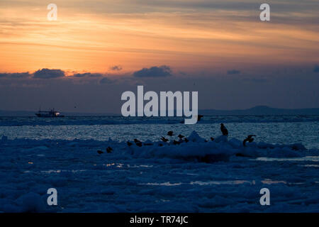 Pack-ice pour la Côte d'Hokkaido, Japon, Japon, Hokkaido Banque D'Images