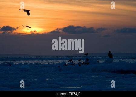 Pack-ice pour la Côte d'Hokkaido, Japon, Japon, Hokkaido Banque D'Images