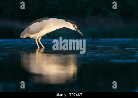 Bihoreau gris (Nycticorax nycticorax), la recherche de nourriture la nuit, Hongrie Banque D'Images